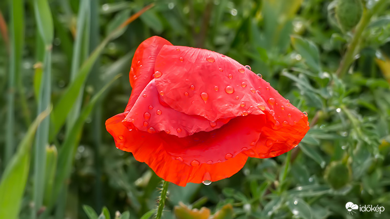 Pipacs esőcseppesen