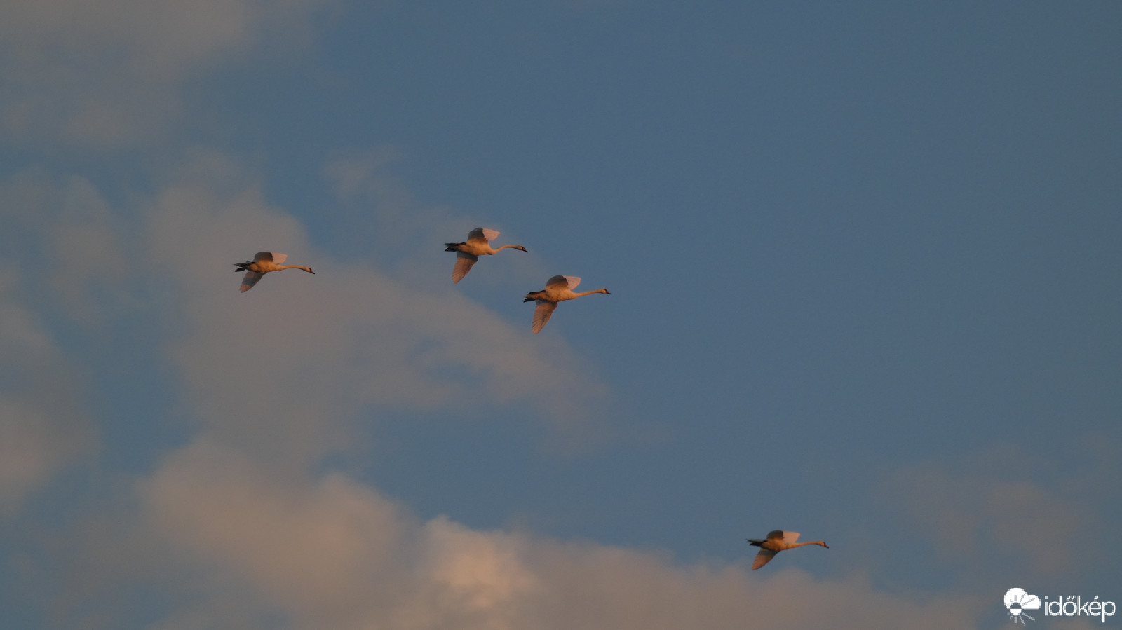 Hattyúk szárnyalása