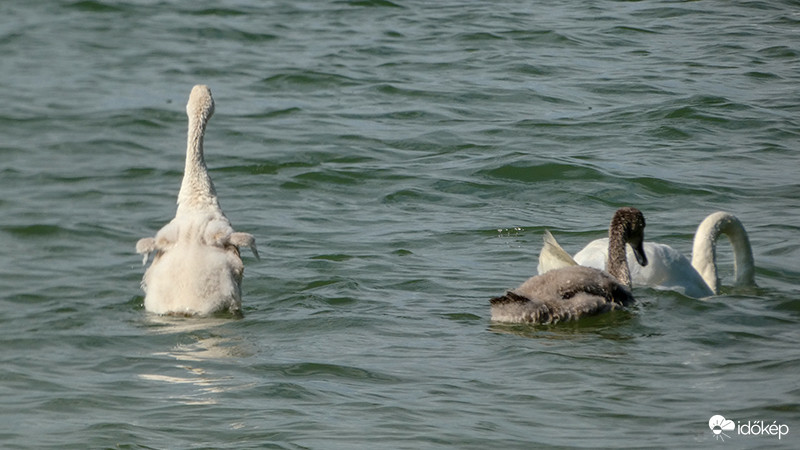 Mini szárnyacskák :)