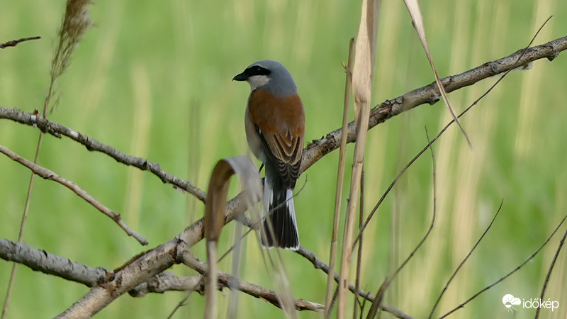 Tövisszúró gébics