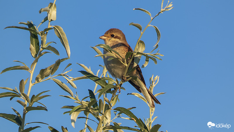 Tövisszúró gébics