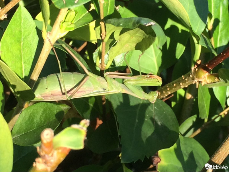 Észlelési fényképek