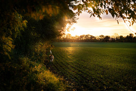 Aranyszínű évszak