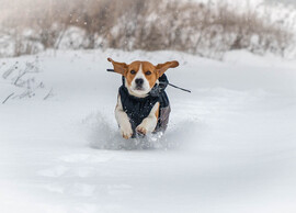 Beagle nagyságú hó esett le