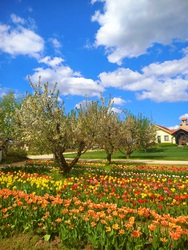 Tulipános