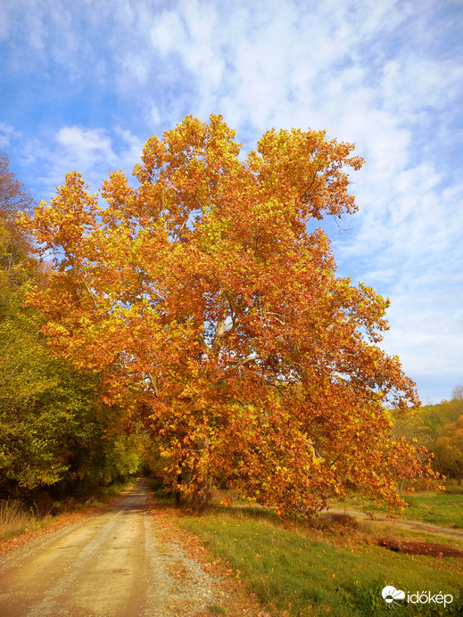 Őszi 