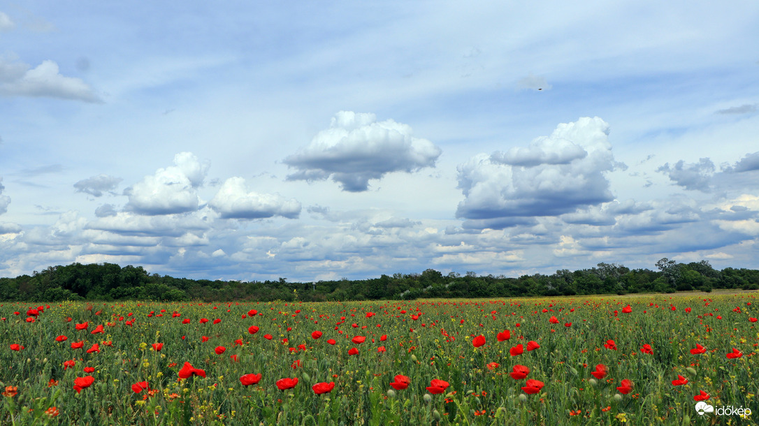 Természet