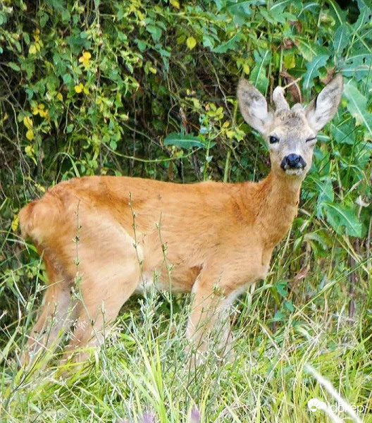 Kacsingató őzike!