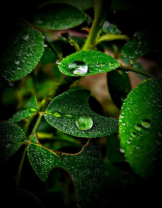 Adventi cseppecskék! 