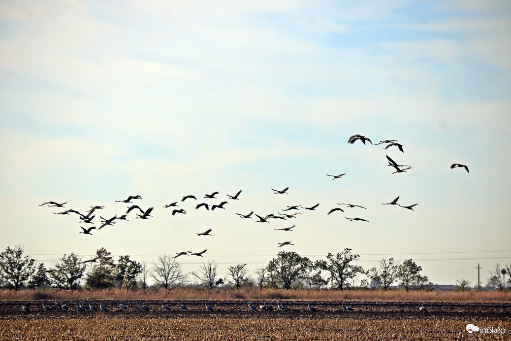 Csipegető majd tova szálló darvak!