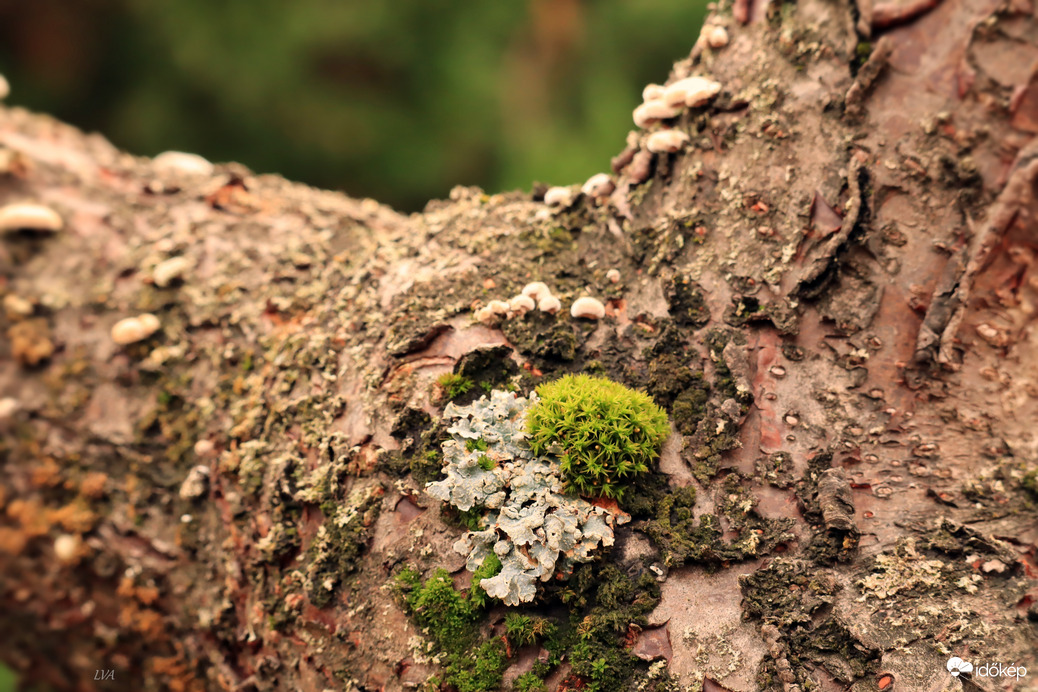 gomba & moha kompozíció!
