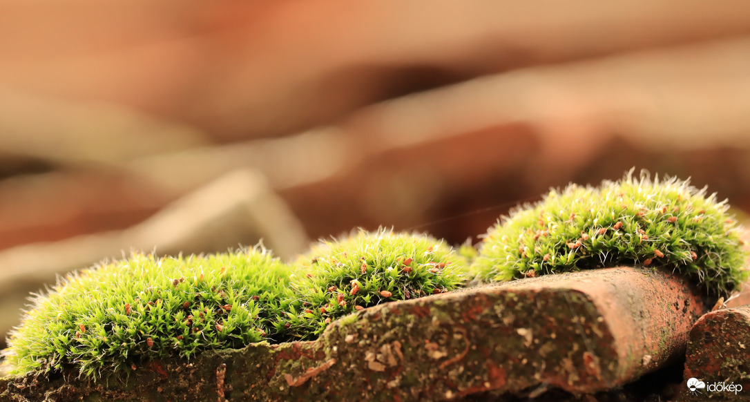 Cseréptetőnkön lévő moha közelről!