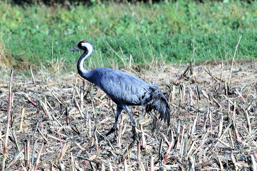 Csak szépen kecsesen! 