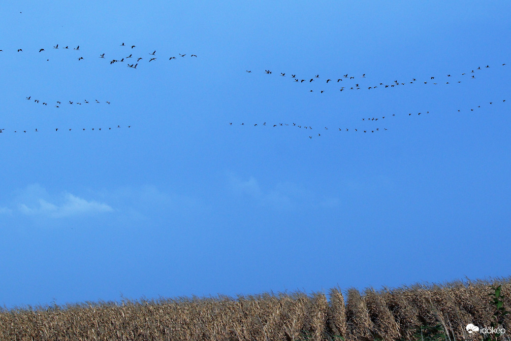 Darvak szárnyalása2