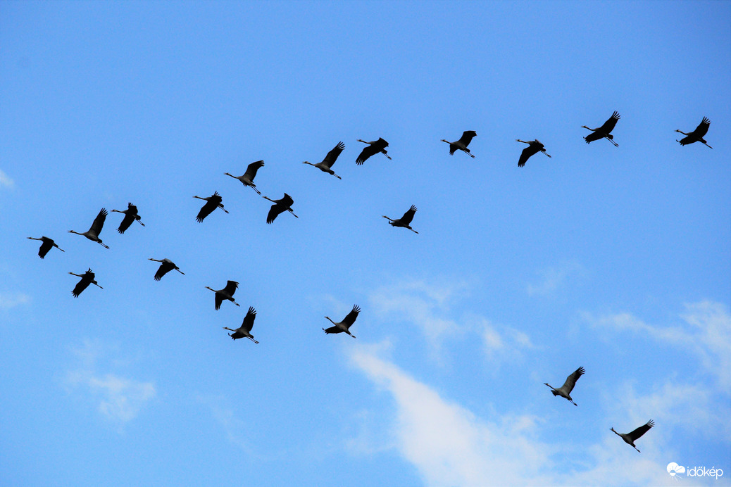 Darvak szárnyalása1