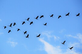 Darvak szárnyalása1