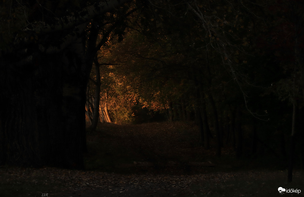 Az erdő mélyén egy misztikus fény!