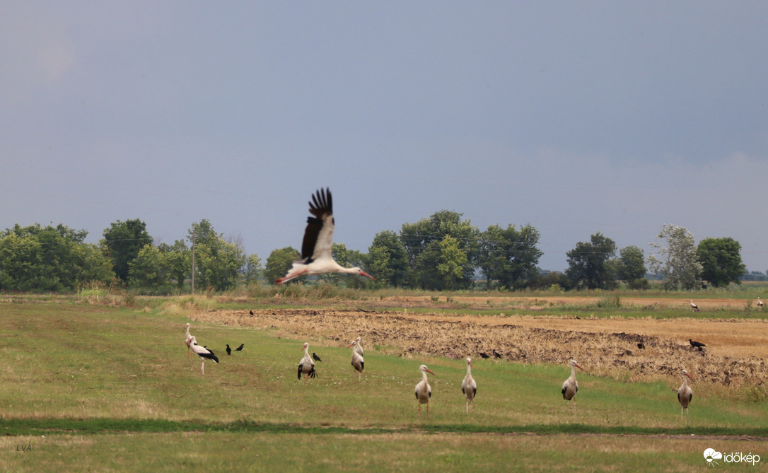 Figyu így kell repülni!