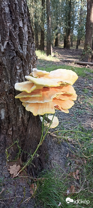 Az erdő mélyén jól megnöttem!