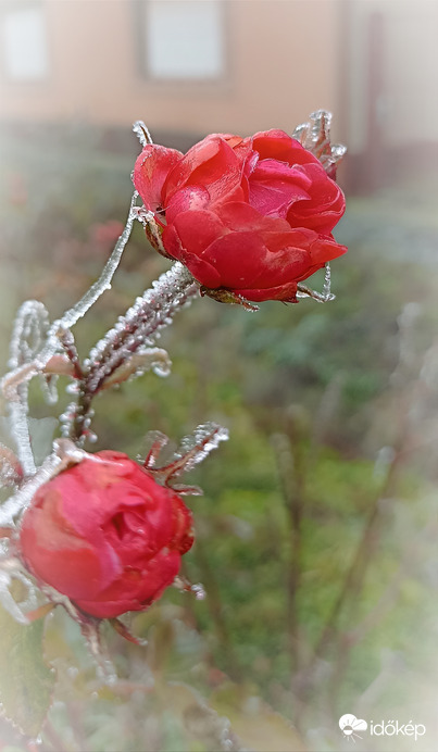 Ködben- fagyban magányosan!