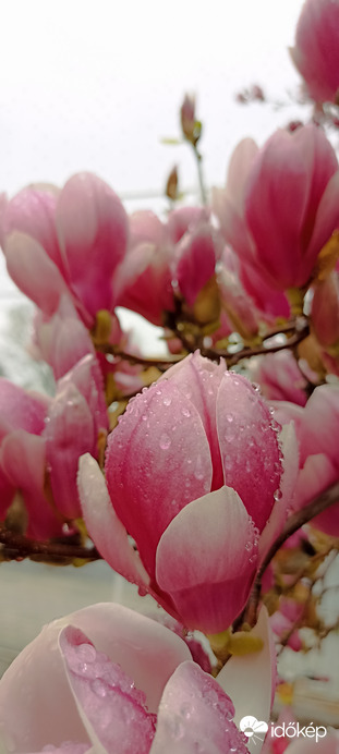 Magnóliavirág eső után!
