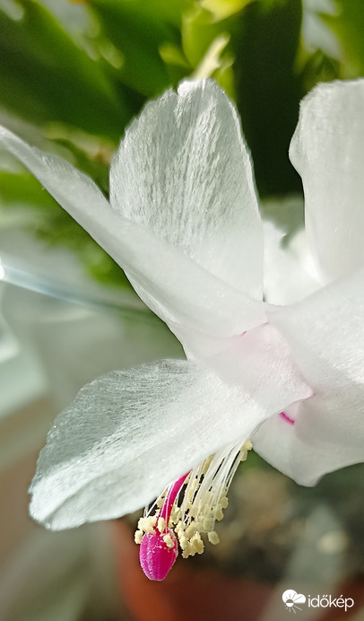 Nőnapi karácsonyi kaktusz! 