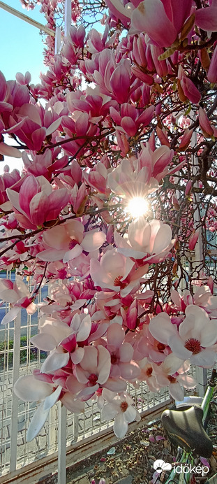 Magnóliafa a nap sugarában! 