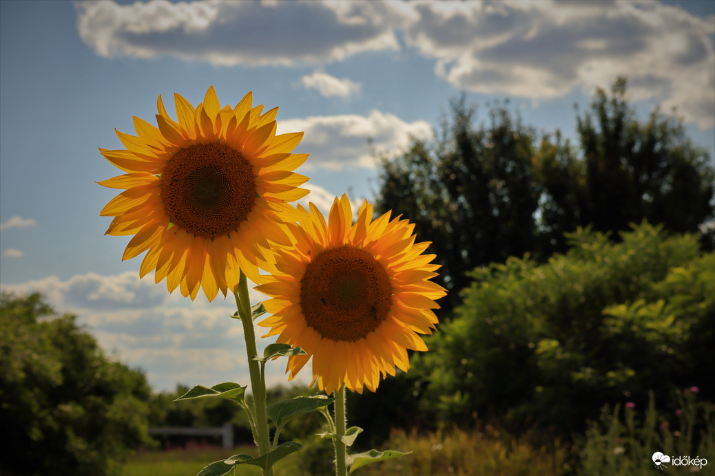 Párosan szép az élet!