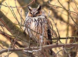 Fél szemmel azért figyellek! 