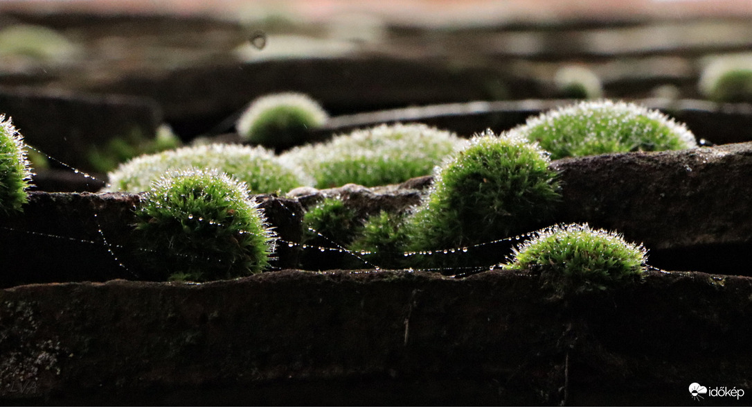 Moha a ködben! 