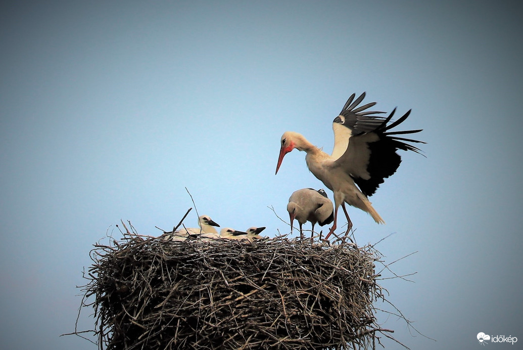 Meghoztam a vacsorát!