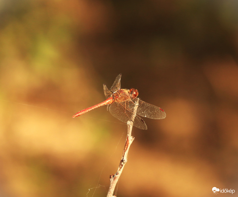 Egy kicsit még napozom!