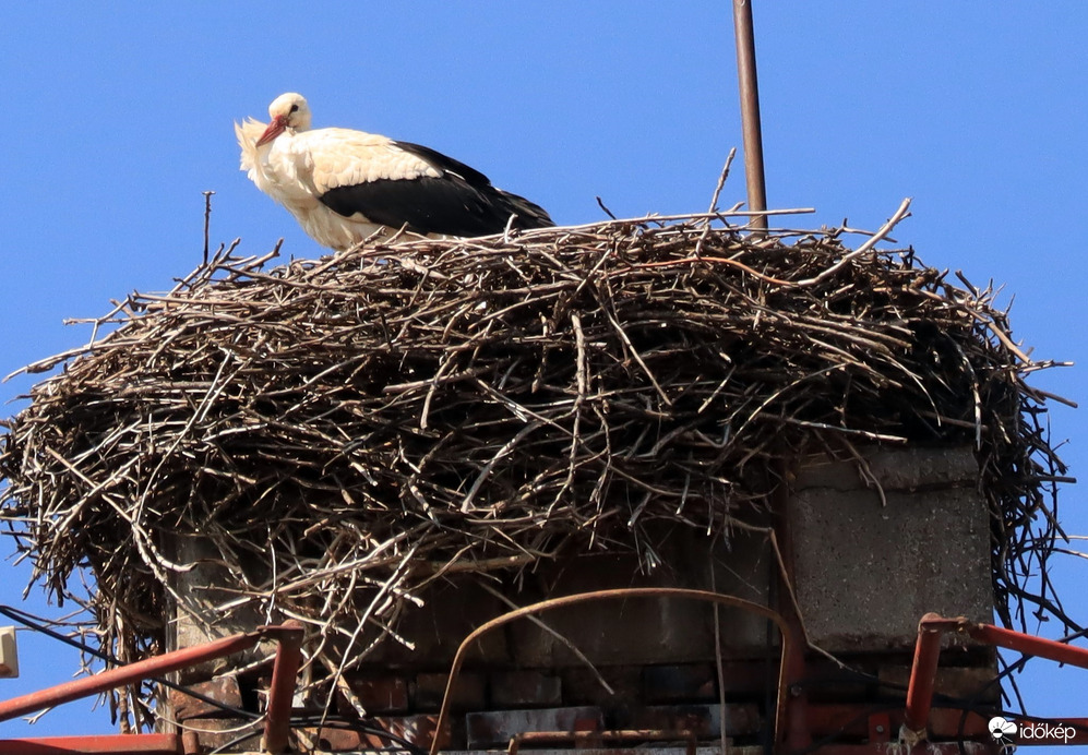 Megérkezett a városunk első gólyája!