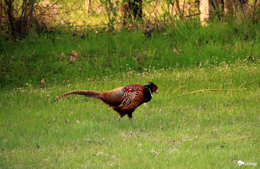 Csak szépen lassan komótosan!  