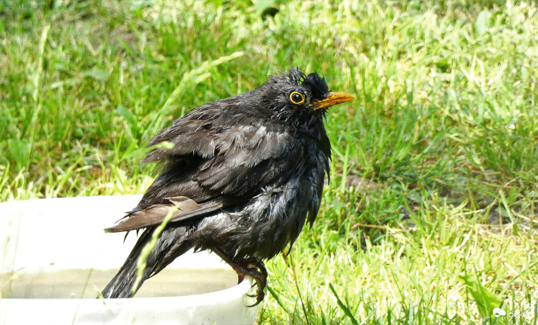 Egy kis tolborzolás!