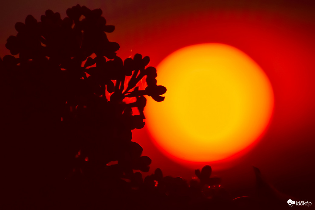 Orgona ága, barackfa virága. Öltözzetek új ruhába, Anyák napja hajnalára. Illatosan.❤️