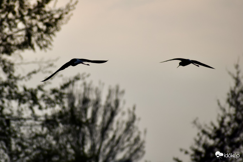 Szemernyi szürkület