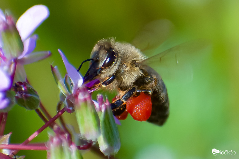Roskadásig tele a kosárka