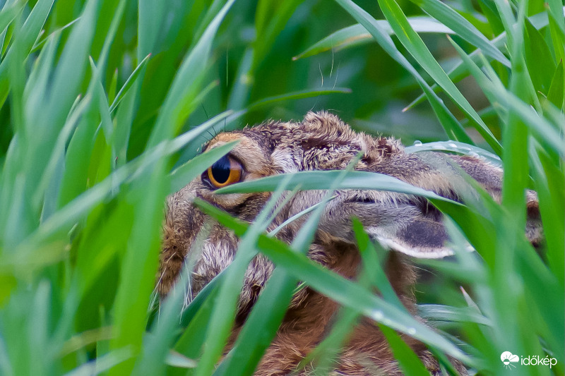 Nyuszi ül a vetésben :)