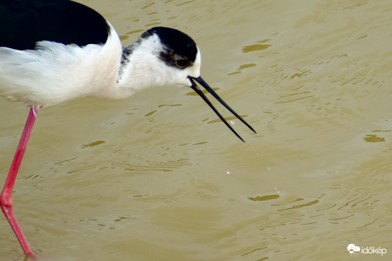 Rovar be, vízcsepp ki.:)