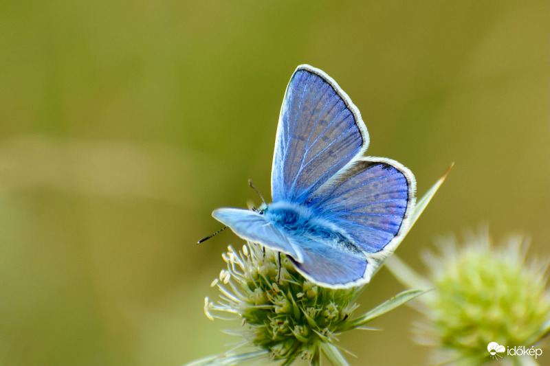 Boglárka és iringó