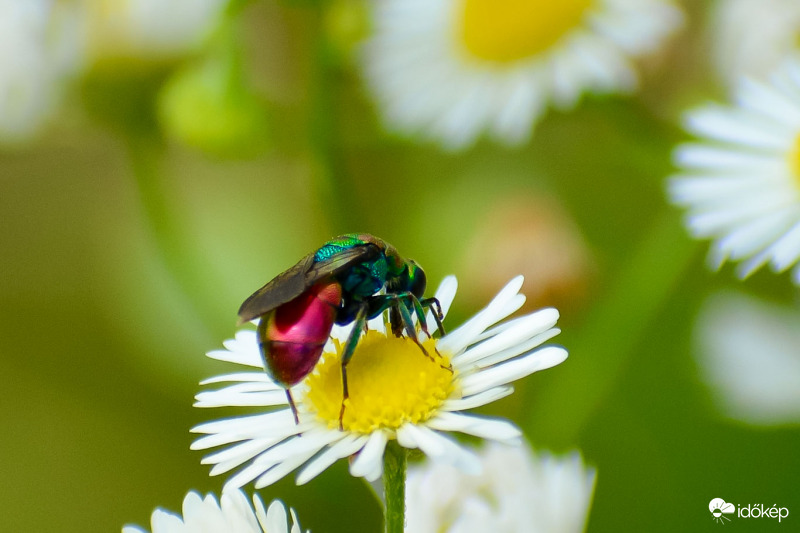 Aprócska fémdarázs