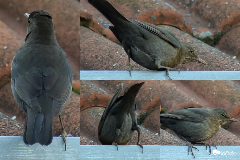 MI6 nulla-nullás ügynöke 