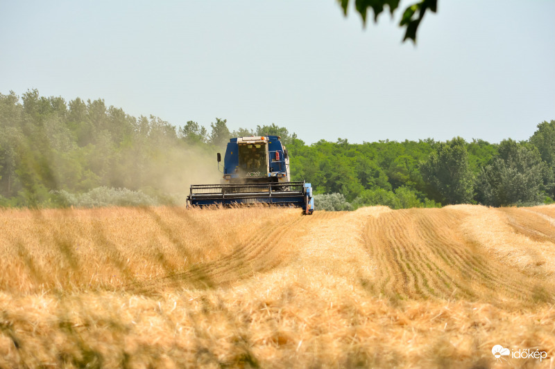 Árpa aratása