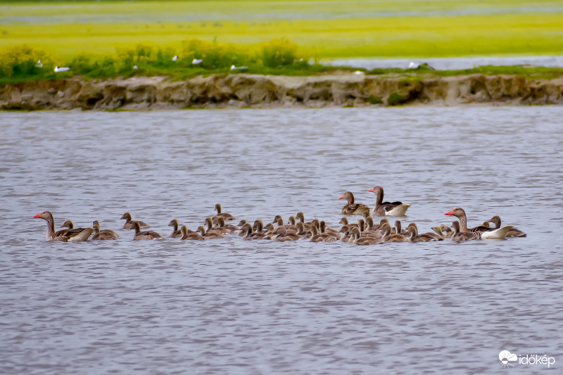 Cseperedő libuskák :)