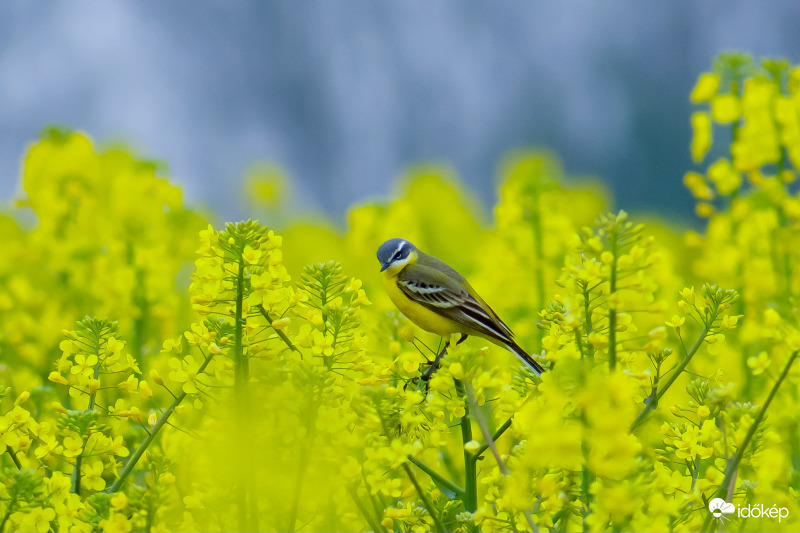 Mai repce billegető :)
