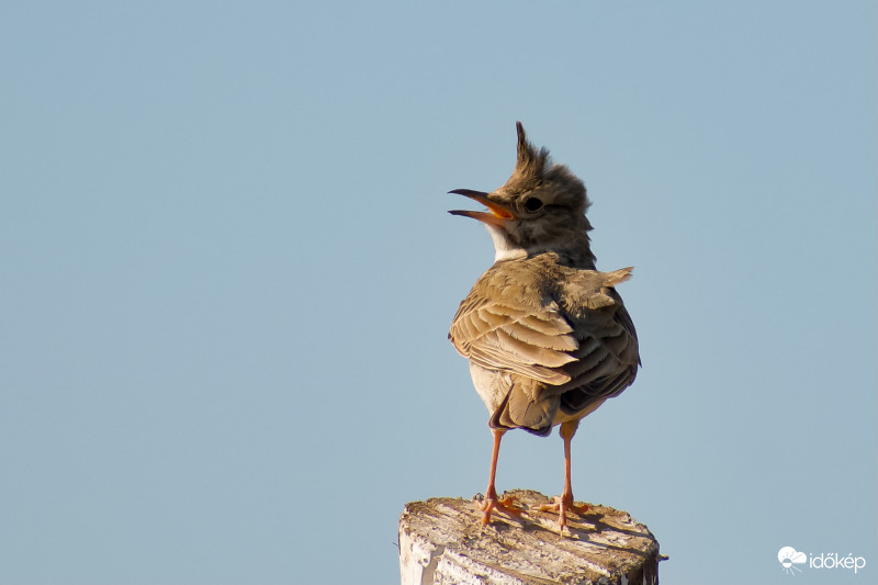 Annyi a frizurámnak!
