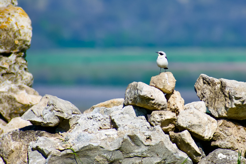 Iciri-piciri romlátogató :)