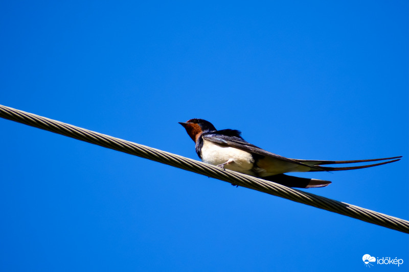 Egy fecske is csinálhat nyarat