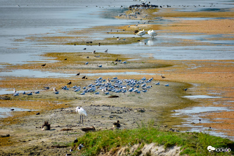 Mórahalmi Madagaszkár